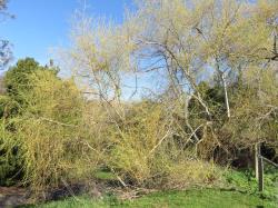 Salix ×fragilis f. vitellina. Young tree in spring time with an untidy growth form.
 Image: M. Mistral © Maya Mistral All rights reserved.